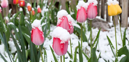 Tulpen aus Amsterdam